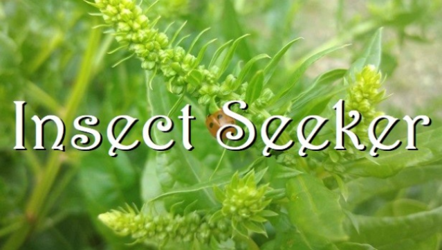 Insect Seeker Free Download